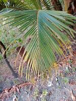 Grün Palme Blatt. tropisch Pflanze Zeichen und Symbol. foto