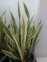 Sansevieria trifasciata Pflanze. Schlange Pflanze im eingetopft. foto