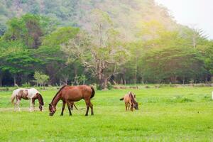Pferde Bauernhof im das Grün Garten Berg. foto