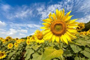 Feld Sonnenblumen auf das Blau Himmel. foto