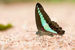 Schmetterling Common Jay gegessen Mineral auf Sand. foto