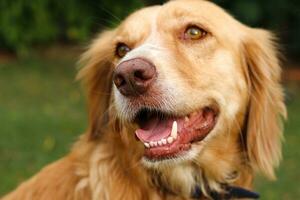 Hund golden Retriever. Retriever Porträt foto