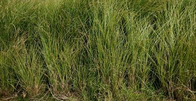 üppig hoch Gras foto