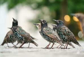 sehr süß wenig Vogel beim Jubiläum Gardens Park beim London Auge, Westminster, zentral London Hauptstadt Stadt von England Vereinigtes Königreich. Bild war gefangen auf August 2., 2023 foto