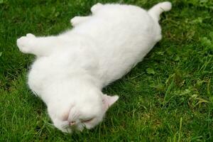 persisch Rasse Katze ist posieren im ein Zuhause Garten beim Luton Stadt, Dorf von England Vereinigtes Königreich foto