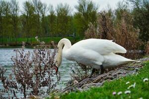 die meisten schön Bild von Weiß britisch Schwan im das See von Milton Schlüssel England Vereinigtes Königreich. foto