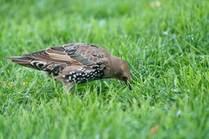 sehr süß wenig Vogel beim Jubiläum Gardens Park beim London Auge, Westminster, zentral London Hauptstadt Stadt von England Vereinigtes Königreich. Bild war gefangen auf August 2., 2023 foto