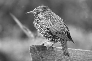 sehr süß wenig Vogel beim Jubiläum Gardens Park beim London Auge, Westminster, zentral London Hauptstadt Stadt von England Vereinigtes Königreich. Bild war gefangen auf August 2., 2023 foto