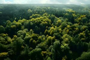 Antenne oben Aussicht Wald Baum, Regenwald Ökosystem und gesund Umgebung Konzept und Hintergrund, ai generieren foto