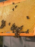 Imker entfernen Bienenwabe von Bienenstock. Person im Imker passen nehmen Honig von Bienenstock. Farmer tragen Biene passen Arbeiten mit Bienenwabe im Bienenhaus. Bienenzucht im Landschaft. organisch Landwirtschaft foto