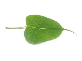 Ficus religiosa oder heilig Feige ist ein Spezies von Feige einheimisch zu das indisch subcontinent.it ist ebenfalls bekannt wie das Bodhi Baum, Pickel Baum, peepul Baum, Peepal Baum, Pipala Baum, Ashvattha Baum foto