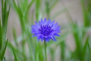 Centaurea Cyanus, häufig bekannt wie Kornblume oder Bachelor Taste, ist ein jährlich blühen Pflanze im das Familie Asteraceae einheimisch zu Europa. foto