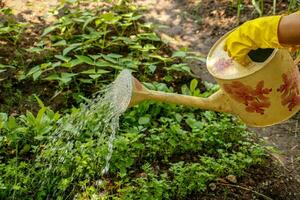 weiblich Hände im Handschuhe Wasser ein Garten Bett mit Petersilie von ein Bewässerung können foto