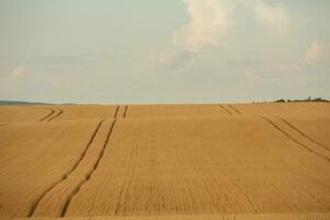 Weizen Feld und Blau Himmel. landwirtschaftlich Landschaft mit Ohren von Weizen. foto