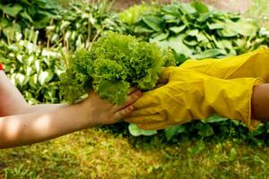 Mutter Hände im Handschuhe bestehen in das Hände von ihr Tochter ein Salat gerade gepflückt von das Garten foto