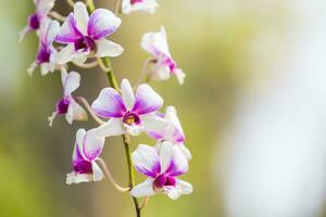 schön Blume Dendrobium rülpsen Orchideen. foto