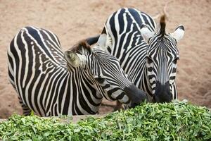 Zebra Essen Morgen Ruhm. foto