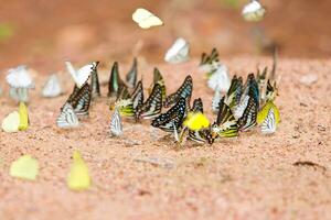 Gruppe von Schmetterlinge verbreitet Jay gegessen Mineral auf Sand. foto