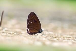 Schmetterling verbreitet Krähe im natürlich Park. foto