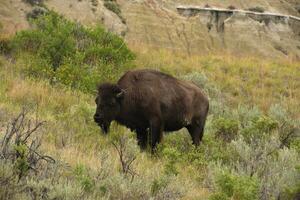 Amerikanischer Büffel, der auf einer großen Wiese steht foto