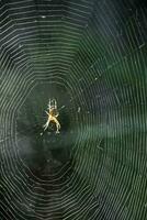 oben schließen aussehen beim ein Spinne im das Center von das Netz foto