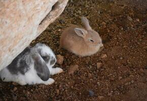 Paar von zwei Baby Hase Kaninchen im warm Wetter foto