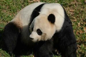 Riese Panda Bär suchen zurück Über seine Schulter foto