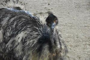 suchen in das Gesicht von ein ruhen Emu foto