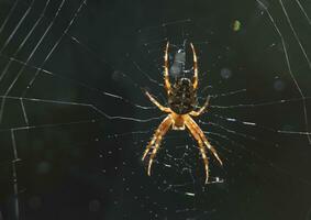 tolle schließen oben aussehen beim ein Spinne im ein Netz foto