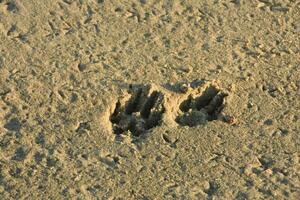 Eindruck von zwei Hund Pfote druckt im das Sand foto