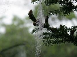 Spinne Netz im ein Kiefer Baum foto