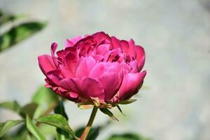 gekräuselt Blütenblätter auf ein dunkel Rosa Pfingstrose blühen foto