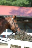 Pferd geduldig warten zum seine Wende im das Show Ring foto