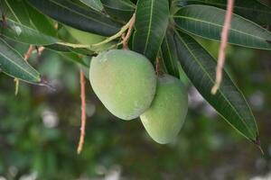 Paar von unreif Mangos hängend Nieder von Baum foto