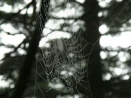 Regen Tropfen im ein Spinne Netz foto