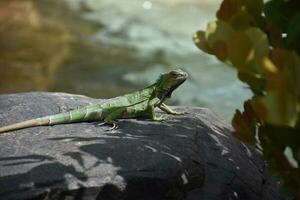 kriechend Grün Leguan auf ein Felsen im Aruba foto