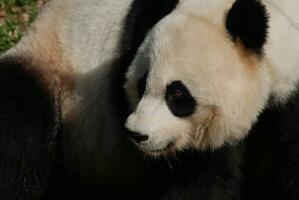 Ja wirklich oben schließen mit das Gesicht von ein Riese Panda foto