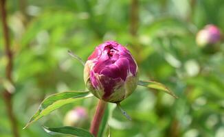 sensationell Knospung Rosa Pfingstrose bereit zu blühen foto