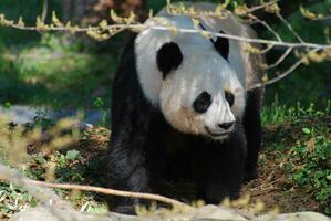 Riese Panda Bär kriechend unter ein Baum Ast foto