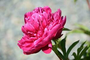 ziemlich gekräuselt Blütenblätter auf ein groß Rosa Pfingstrose foto