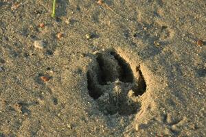 Hund Pfote drucken beeindruckt im Sand auf ein Strand foto