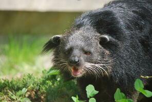 Binturong mit seine Mund öffnen foto