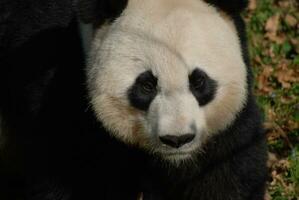 grimmig Gesichts- Ausdruck auf das Gesicht von ein Riese Panda Bär foto