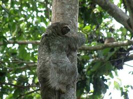 Baum Klettern Faultier im manuel Antonio foto