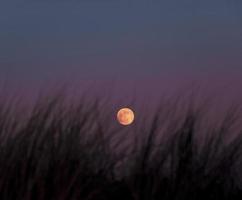 Mond hinter wildem Gras foto