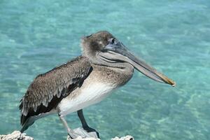 atemberaubend Pelikan mit gekräuselt Gefieder auf Küste foto