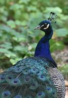 wunderbar groß Pfau wandern um im das wild foto