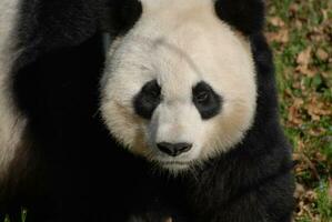 sehr ernst Gesichts- Ausdruck auf ein Panda Bär foto