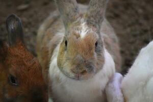 sehr süß pelzig Weiß Baby Hase Hase foto