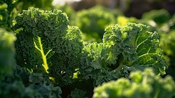 ai generativ organisch Grün Grünkohl Handlung im das Gemüse Gartenarbeit und gesund Lebensstil foto